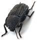 Comb0365_19jcr.jpg
