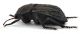 Comb0364_15jcr.jpg