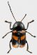Cryptocephalus-quadripunctatus.jpg