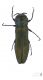 Agrilus delphinensis1.jpg
