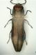Agrilus 1 5.7mm 24.6.06.JPG