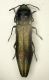 Agrilus 4 5mm 18.5.11.JPG