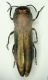 Agrilus 6 5.2mm 14.6.09.JPG