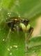 Alberoni 2.X.2012 041a.jpg