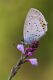 IMG_4954_per-entomologi-italiani-(riconoscimento).jpg