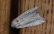 DSC_0208.JPG