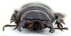 Comb0373_18jcr.jpg