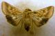 Heliothis nubigera Herrich-Schäffer, [1851].JPG