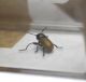 Labidostomis.jpg