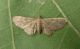 Eupithecia.JPG