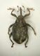 A curculio2 2.5mm LaBora.JPG