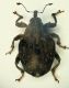 A Curculio4 4mm. LaBora.JPG
