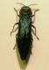 A agrilus c Cavone 16.7.06 7.1mm.JPG