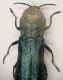 A agrilus A Cavone 16.7.06 7.1mm.JPG