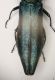 A agrilus B Cavone 16.7.06 7.1mm.JPG