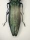 A Agrilus s2 PieveAlpago 25.5.12  6.1mm.JPG