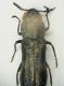 A Agrilus x Valmalenco 08.8.04 6.8mm.JPG