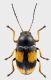 Cryptocephalus-moraei-ab.jpg