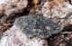 P. fuliginaria 007.jpg