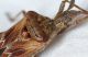 Reduviidae2.jpg