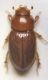 Aphodius (Neagolius) amblyodon femmina..JPG