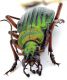 Comb0385_22jcr.jpg