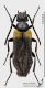 Sitaris_muralis_s.JPG