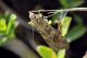 _DSC3901arra.jpg