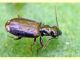 probabile Syntomus sp. - Anzio - 29.4.2011 (1).JPG