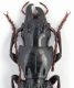 Stenochoromus   sp. femmina 22 mm  testa e pronoto - Grecia - Peloponneso - Sparta.JPG