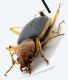 Comb0391_22jcr.jpg