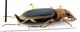 Comb0390_19jcr.jpg