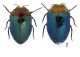 Trachys troglodytiformis.jpg