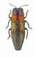 Taphrocerus curlettii Holotype.jpg