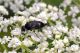 _DSC2264aaa_cr.jpg