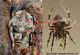 Araneus-angulatus.jpg