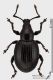 Otiorhynchus_s.jpg