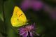 10900 Colias crocea (Fourcroy, 1785) - Pieridae Coliadinae.jpg