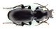 Comb0405_10jcr.jpg