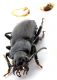 Comb0407_28jcr.jpg