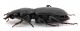 Comb0406_13jcr.jpg