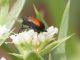ripiphoridae rossonero e.JPG