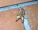 Phlogophora meticulosa (Linnaeus, 1758) Noctuidae Xyleninae Phlogophorini.JPG