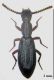 tenebrionidae 2 fin.jpg