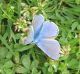 6260 Plebejus sp..jpg