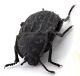 Comb0416_17jcr.jpg