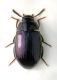 Platydema violaceum.jpg