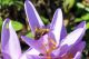colchicum76_cr.jpg
