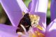 colchicum79_cr.jpg
