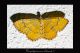 Camptogramma-bilineata-♀-Dorsale.jpg